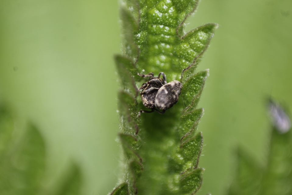 Nedyus quadrimaculatus - közönséges csalánormányos