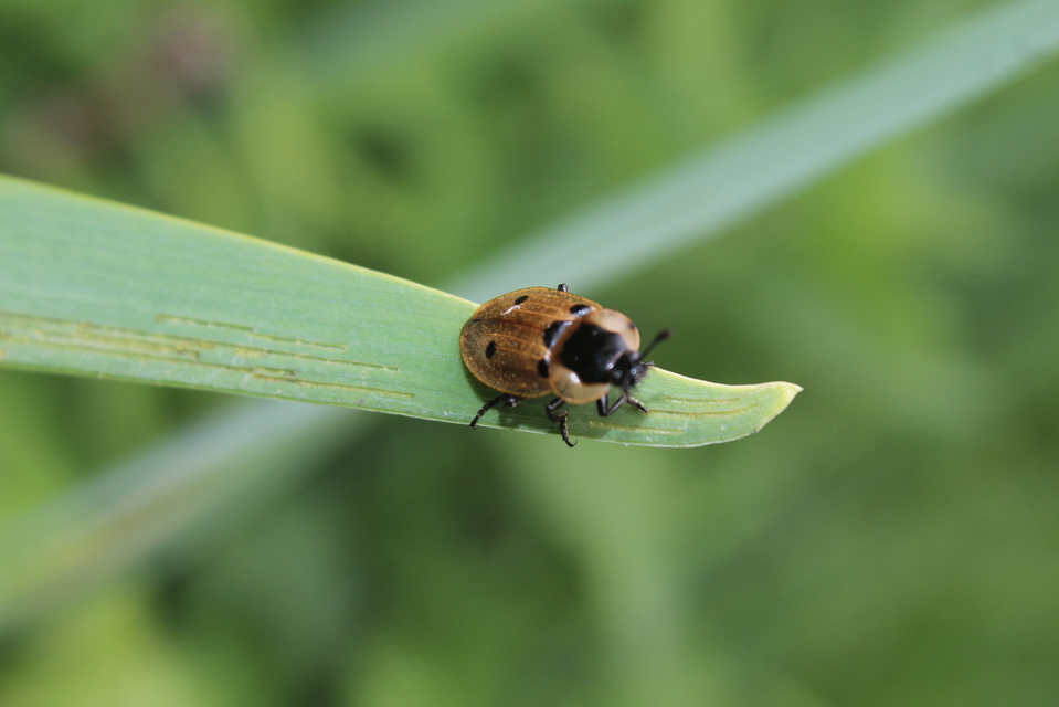 Dendroxena quadrimaculata - négypettyes dögbogár