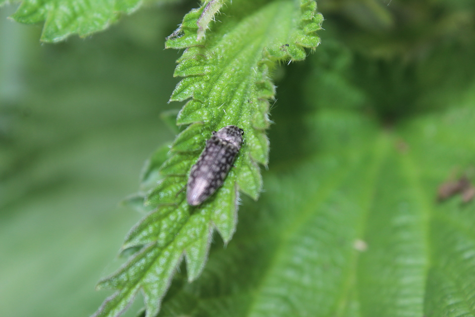 Actenicerus siaelandicus - márványos pattanó Actenicerus siaelandicus - márványos pattanó