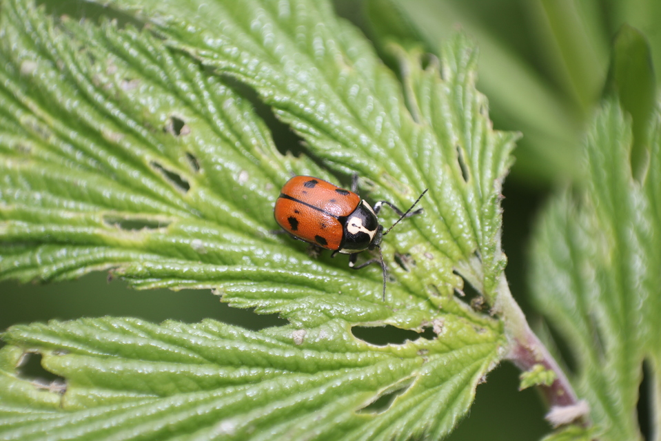 Cryptocephalus octopunctatus - 8-pettyes zömökbogár
