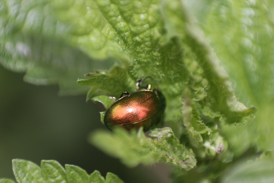 Chrysolina herbacea - zöld mentalevelész