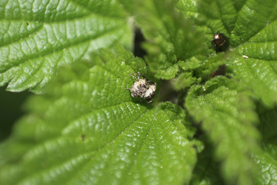 Nedyus quadrimaculatus - közönséges csalánormányos