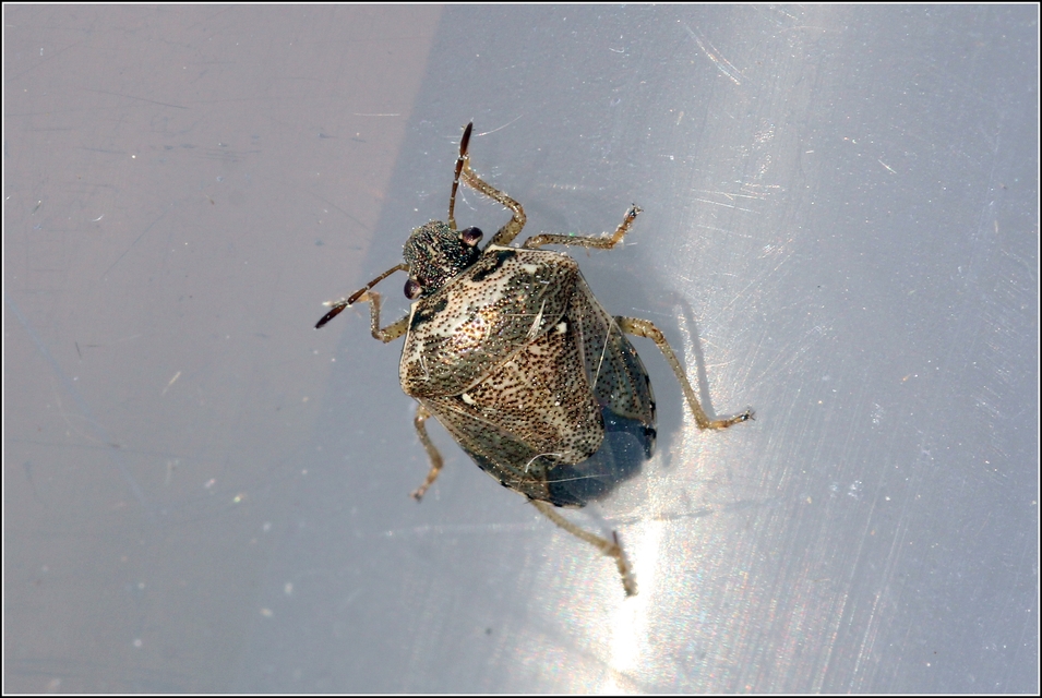 Eysarcoris ventralis - fakó feketefejű-poloska Eysarcoris ventralis - fakó feketefejű-poloska