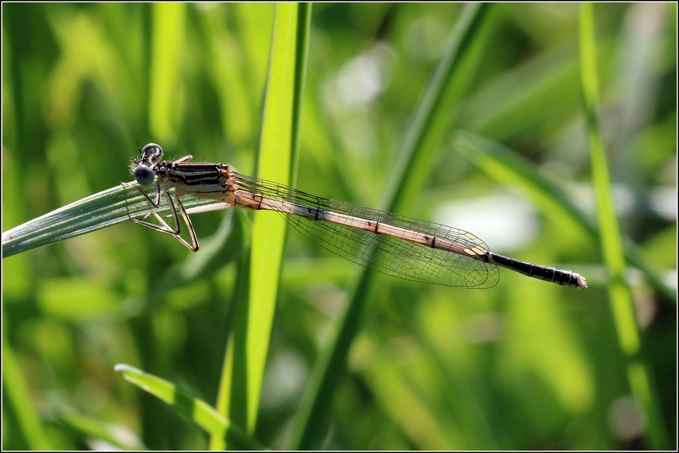 Platycnemis pennipes - széleslábú szitakötő