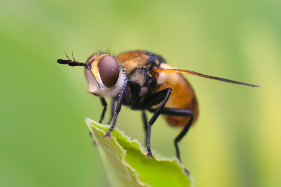 Gymnosoma