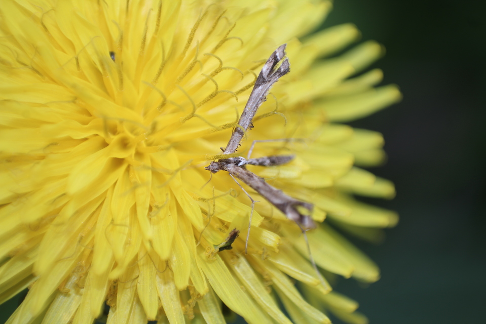 Amblyptilia