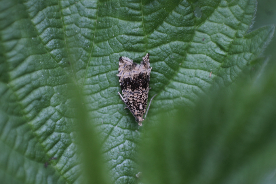 Celypha lacunana - vízparti tükrösmoly