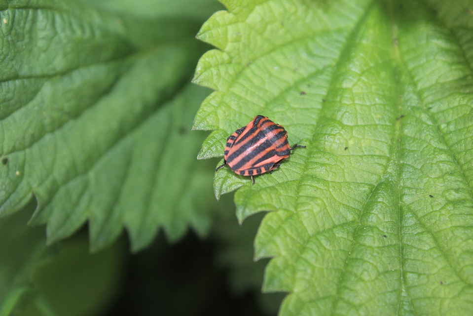 Graphosoma italicum - csíkos pajzsospoloska