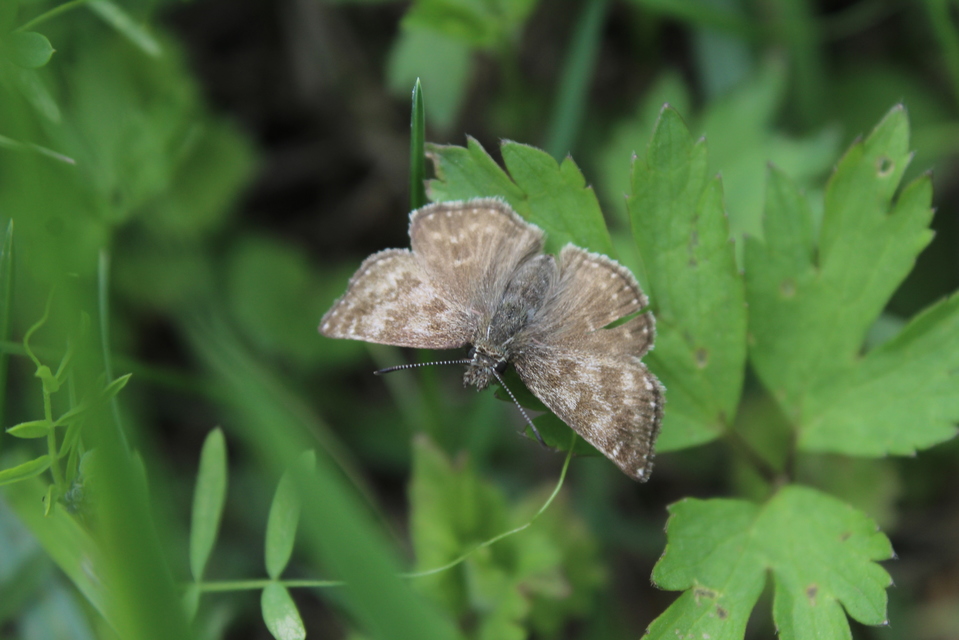 Erynnis tages - cigánylepke