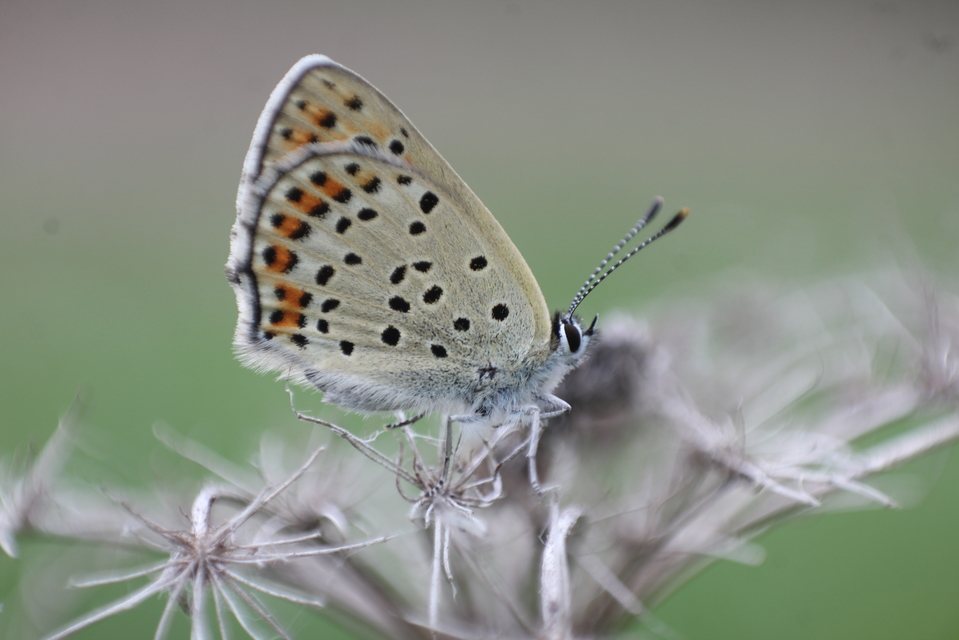 Lycaena tityrus - barna tűzlepke