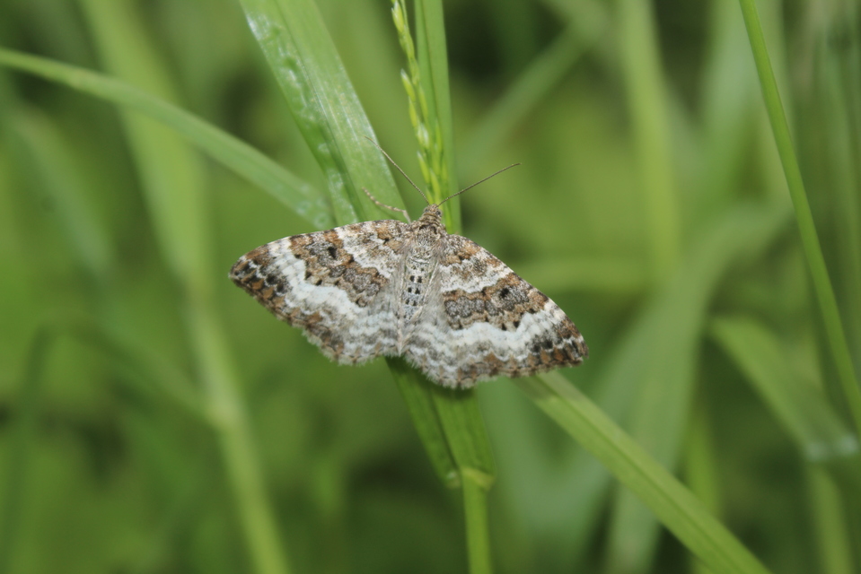Epirrhoe alternata - galaj-tarkaaraszoló
