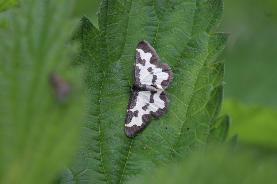 Lomaspilis marginata - szegélyes nyárfaaraszoló