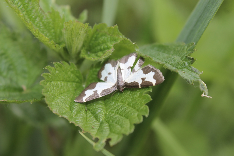 Lomaspilis marginata - szegélyes nyárfaaraszoló