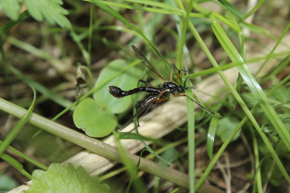 Tanyptera atrata - pirosfekete lószúnyog