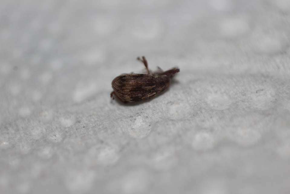Anthonomus rectirostris - meggymaglikasztó Anthonomus rectirostris - meggymaglikasztó