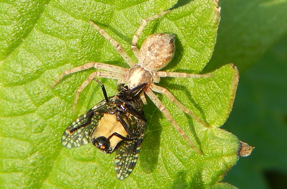 Philodromus