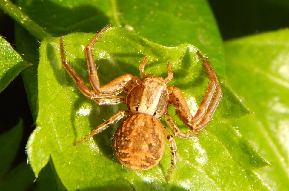 Xysticus