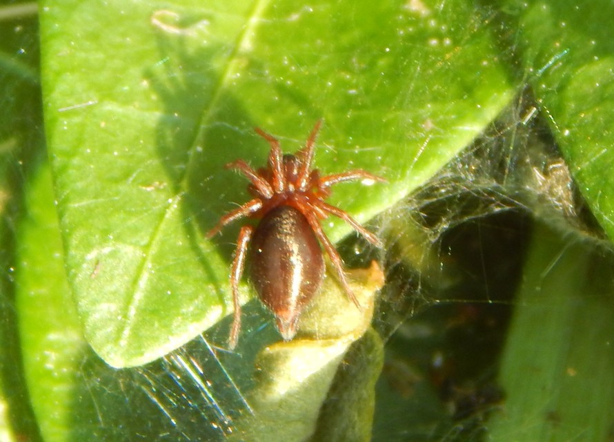 Agelena labyrinthica - illó tölcsérpók