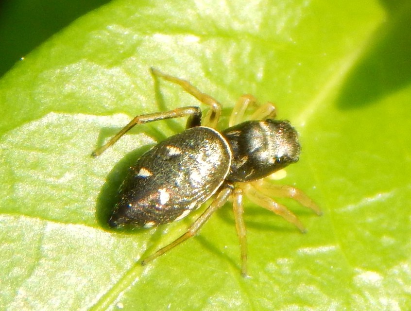 Heliophanus