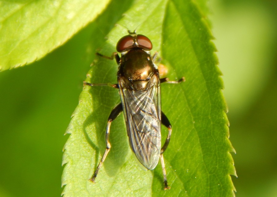Syrphidae - zengőlegyek