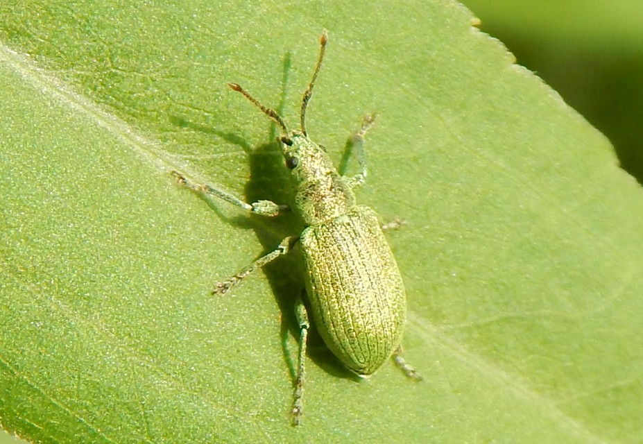 Phyllobius virideaeris - halványzöld levélormányos