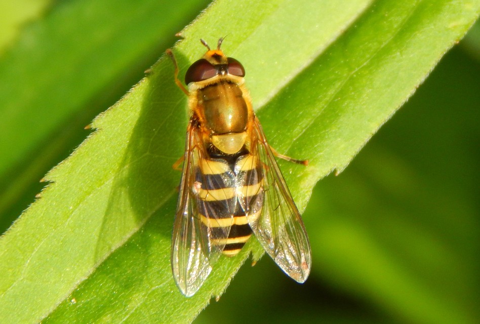 Syrphidae - zengőlegyek