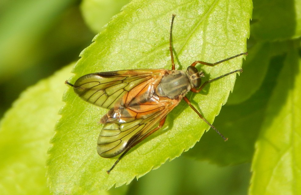 Rhagio vitripennis - sötéterű kószalégy