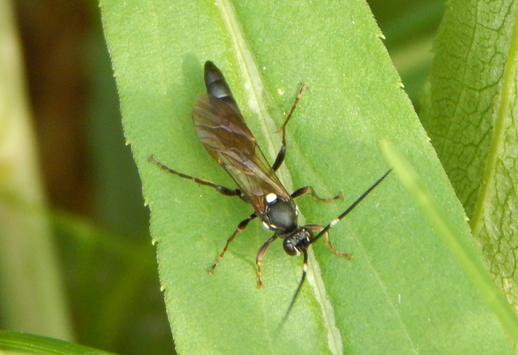 Coelichneumon