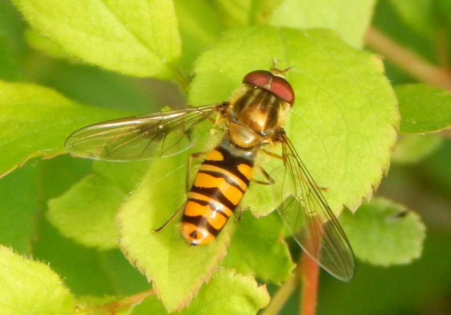 Episyrphus balteatus - ékfoltos zengőlégy