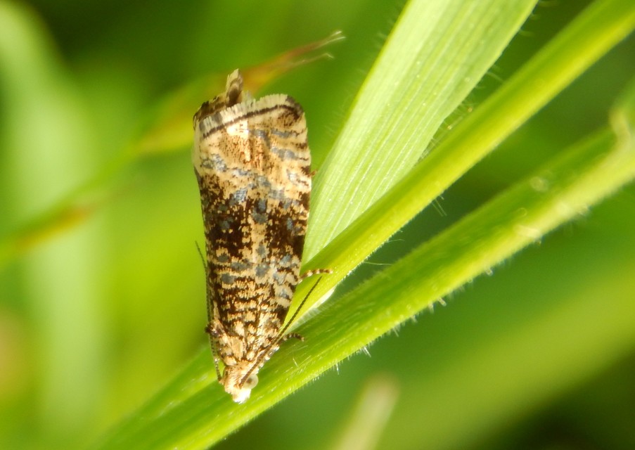 Celypha lacunana - vízparti tükrösmoly
