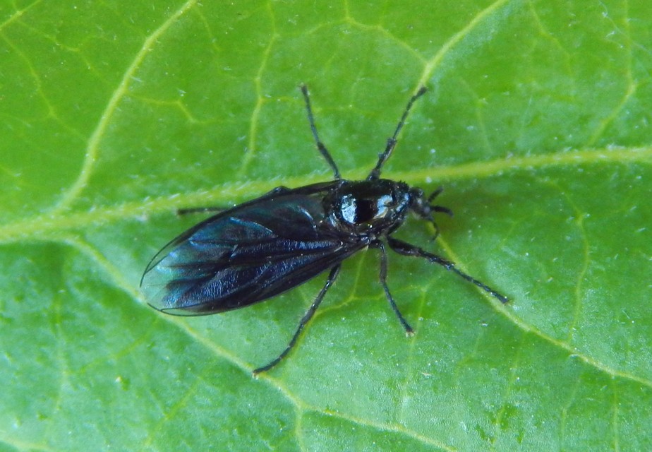 Bibionidae - bársonylegyek