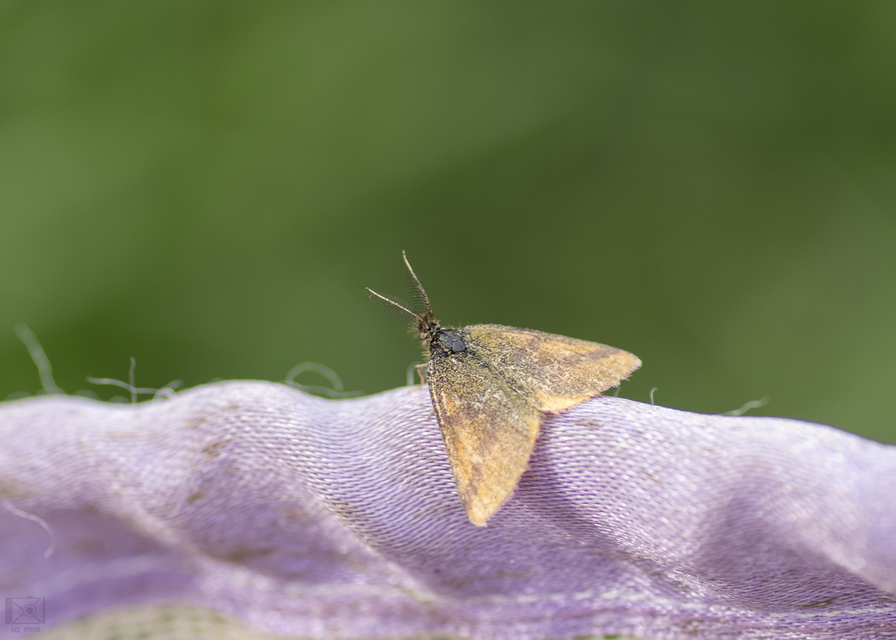 Lythria purpuraria - bíborsávos araszoló