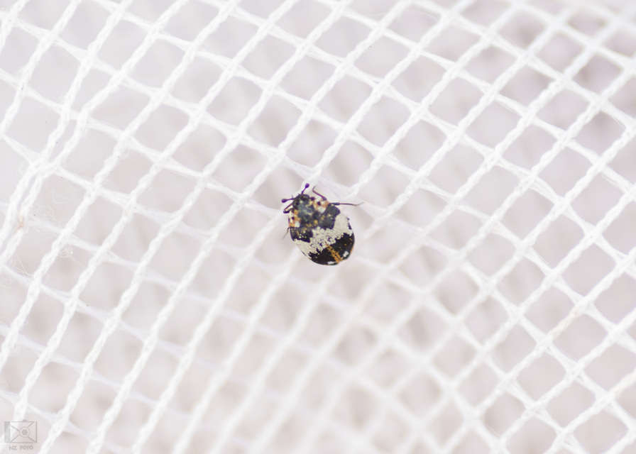 Anthrenus querneri