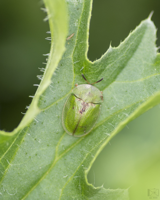 Cassida