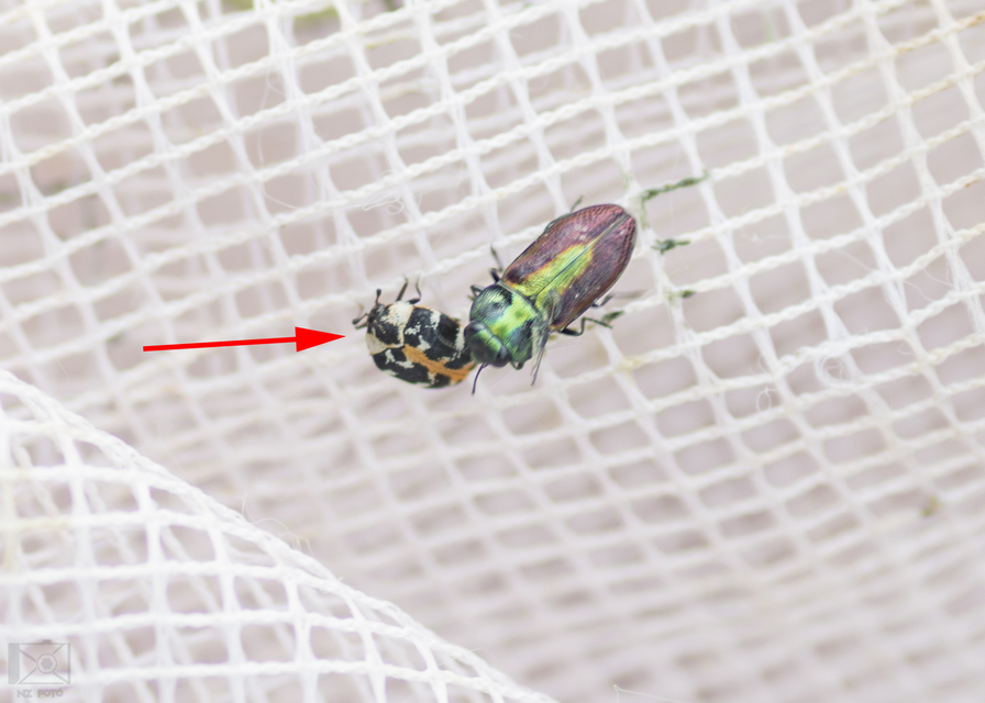 Anthrenus scrophulariae - nagy múzeumbogár