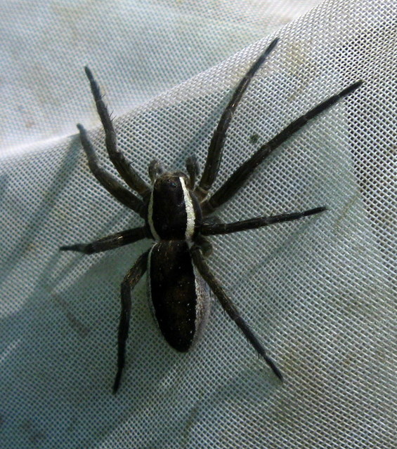 Dolomedes fimbriatus - szegélyes vidrapók