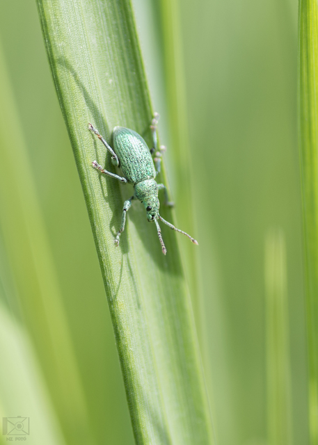 Phyllobius virideaeris - halványzöld levélormányos