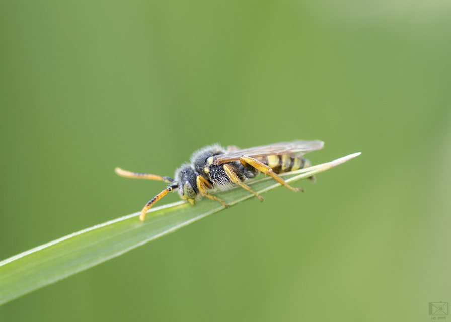 Nomada