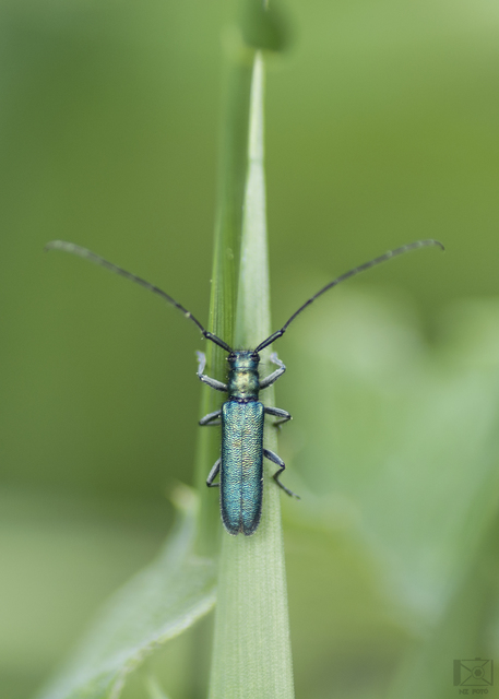 Agapanthia violacea - kék somkórócincér