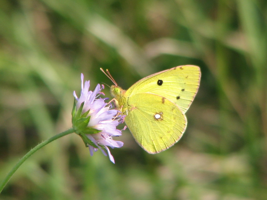 Colias erate - csángó-kéneslepke