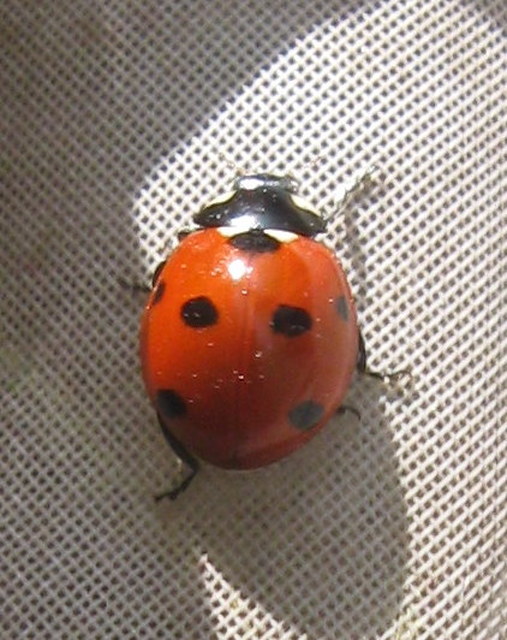 Coccinella septempunctata - hétpettyes katica