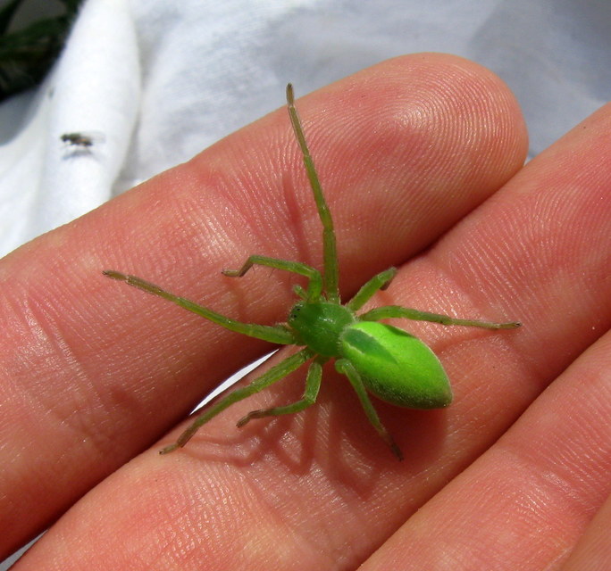 Micrommata virescens - hunyópók
