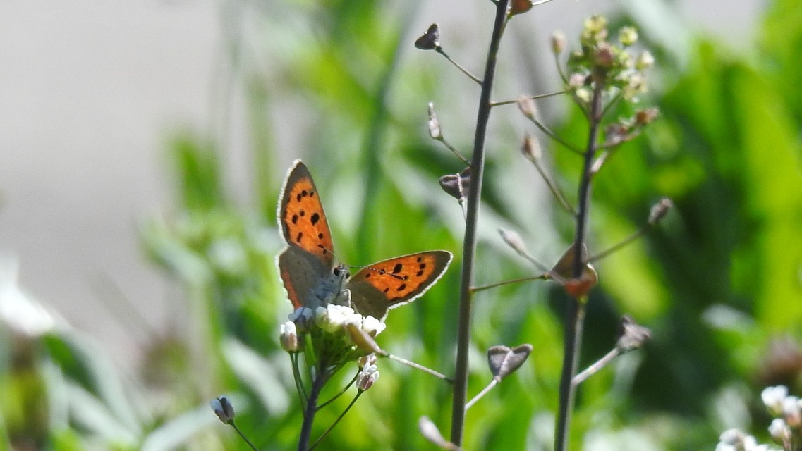 Lycaena phlaeas - közönséges tűzlepke