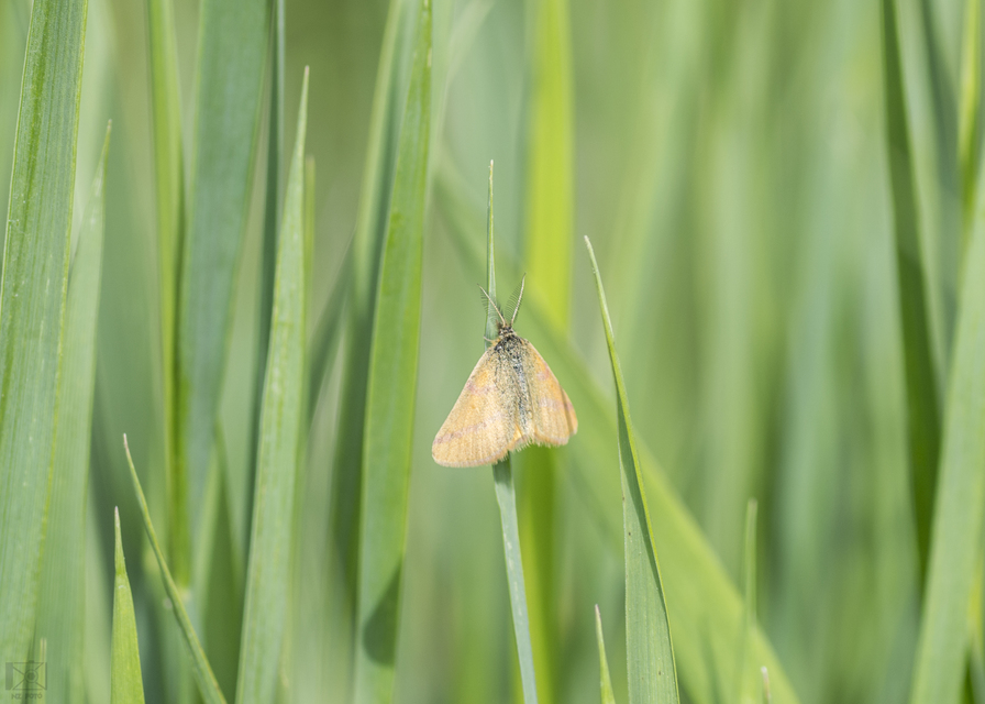 Lythria purpuraria - bíborsávos araszoló