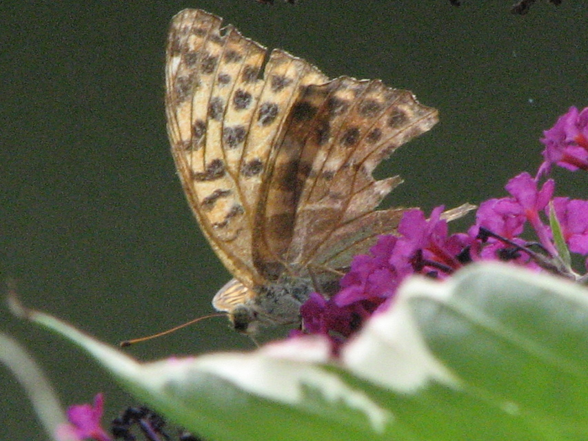 Argynnis paphia - nagy gyöngyházlepke