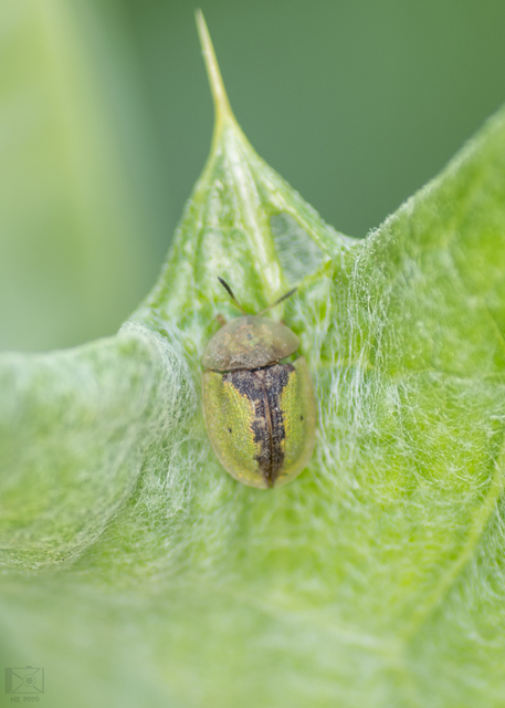 Cassida vibex - szőrös pajzsbogár