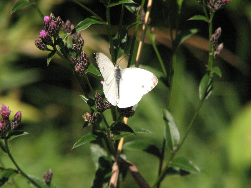 Pieris napi - repcelepke