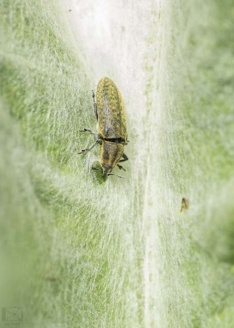 Lixus cardui - bogáncsfúró dudvabarkó