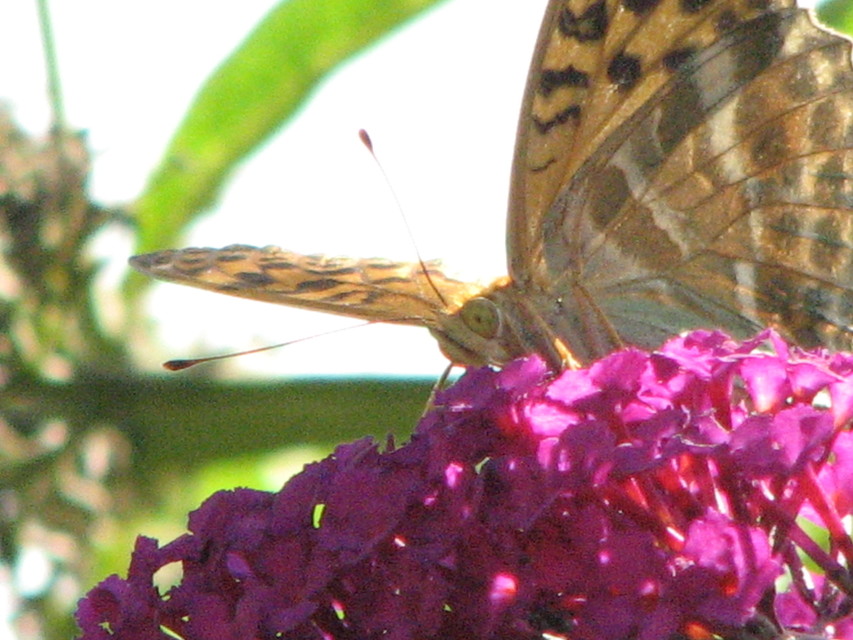 Argynnis paphia - nagy gyöngyházlepke