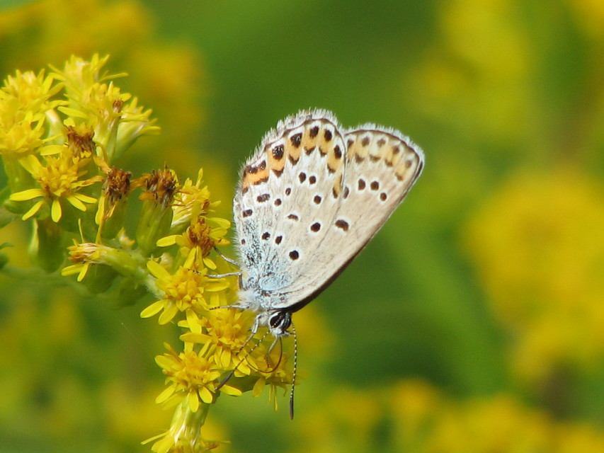 Plebejus argyrognomon - tintakék boglárka